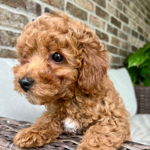 Poodle Puppy Blaze