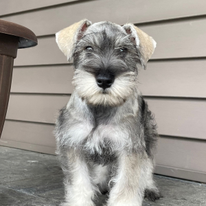 Miniature Schnauzer Puppy Grayson