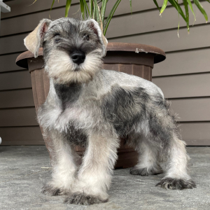 Miniature Schnauzer Puppy Grayson