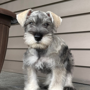 Miniature Schnauzer Puppy Grayson