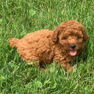Poodle Puppy Jackson