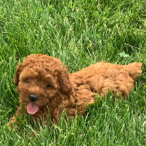 Poodle Puppy Jackson