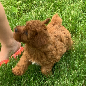 Poodle Puppy Jackson