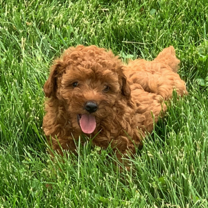 Poodle Puppy Jackson