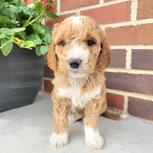 Goldendoodle Puppy Nina