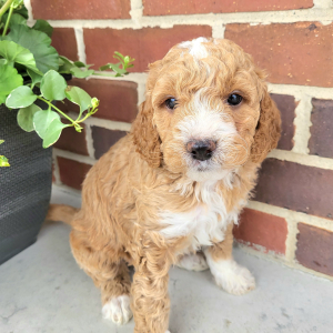 Goldendoodle Puppy Nina