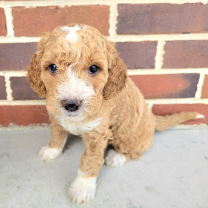 Goldendoodle Puppy Nina