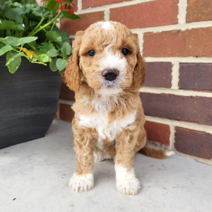Goldendoodle Puppy Nina