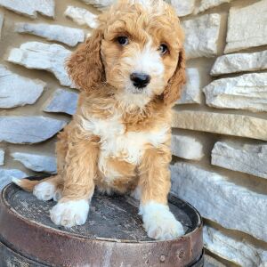 Goldendoodle Puppy Nina