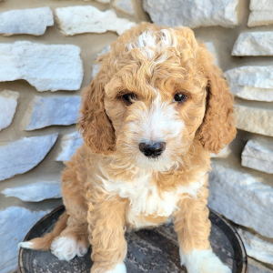 Goldendoodle Puppy Nina