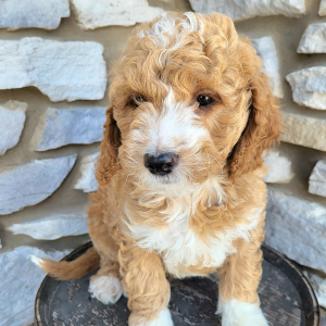 Goldendoodle Puppy Nina
