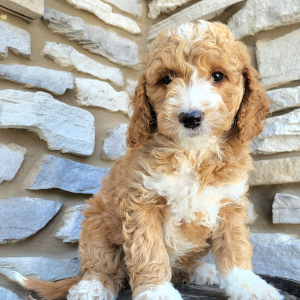 Goldendoodle Puppy Nina