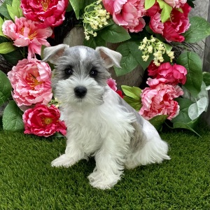 Miniature Schnauzer Puppy Sydney