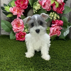 Miniature Schnauzer Puppy Sydney