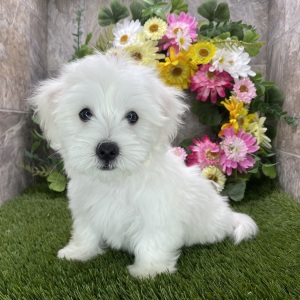 Coton de Tulear Puppy Scout