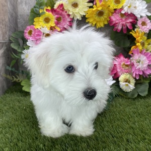 Coton de Tulear Puppy Scout