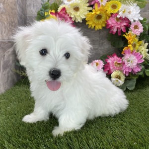 Coton de Tulear Puppy Scout