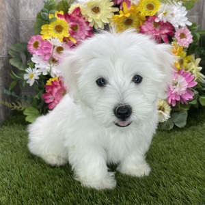 Coton de Tulear Puppy Scout