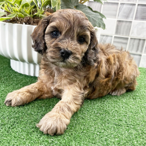 Cockapoo Puppy Sonia