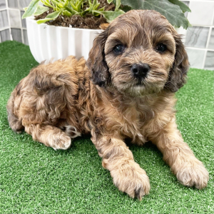 Cockapoo Puppy Sonia