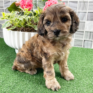 Cockapoo Puppy Sonia