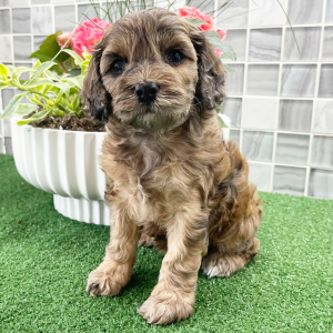 Cockapoo Puppy Sonia