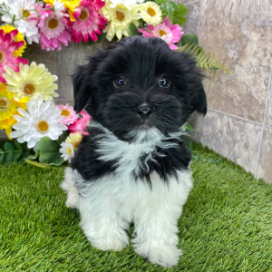 Havanese Puppy Maggie