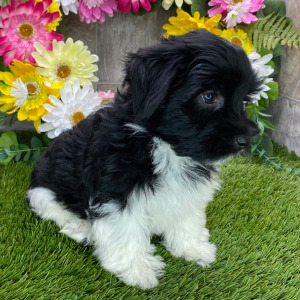 Havanese Puppy Maggie