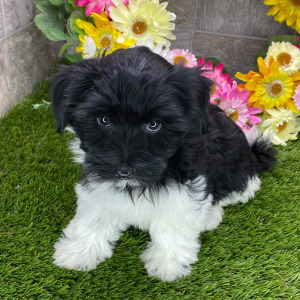 Havanese Puppy Maggie