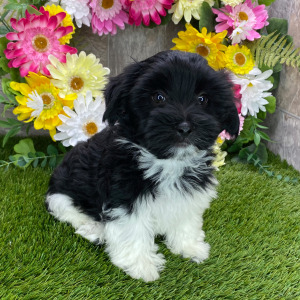 Havanese Puppy Maggie