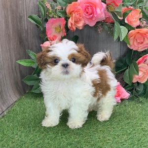 Shih Tzu Puppy Logan