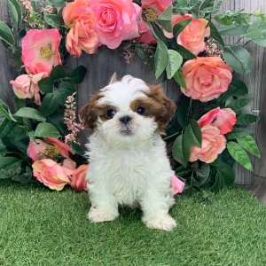 Shih Tzu Puppy Logan