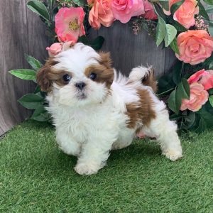 Shih Tzu Puppy Logan