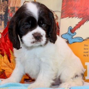 Cocker Spaniel Puppy Blaire