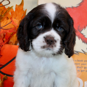 Cocker Spaniel Puppy Blaire