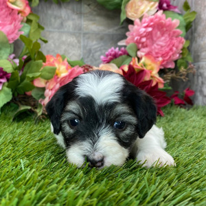 Coton de Tulear Puppy Hope