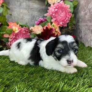 Coton de Tulear Puppy Hope