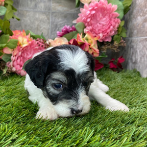 Coton de Tulear Puppy Hope