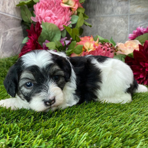 Coton de Tulear Puppy Hope