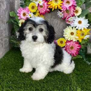Coton de Tulear Puppy Hope