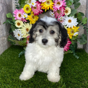 Coton de Tulear Puppy Hope