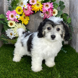 Coton de Tulear Puppy Hope
