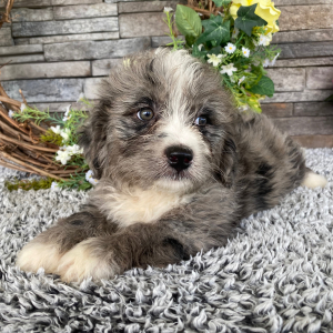 Bernedoodle Puppy Tina