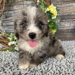 Bernedoodle Puppy Tina