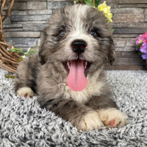 Bernedoodle Puppy Tina