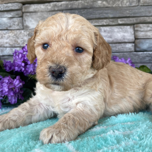 Goldendoodle Puppy Beckie