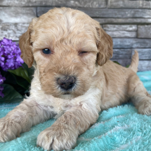 Goldendoodle Puppy Beckie