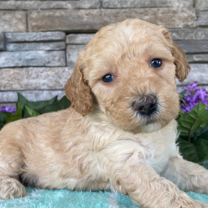 Goldendoodle Puppy Beckie