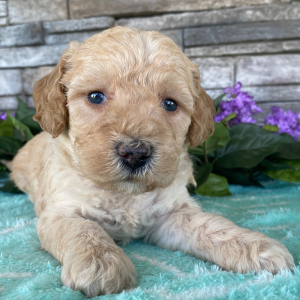 Goldendoodle Puppy Beckie