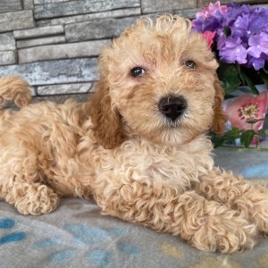Goldendoodle Puppy Beckie